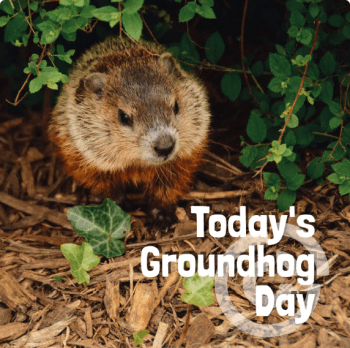 Groundhog Day 1